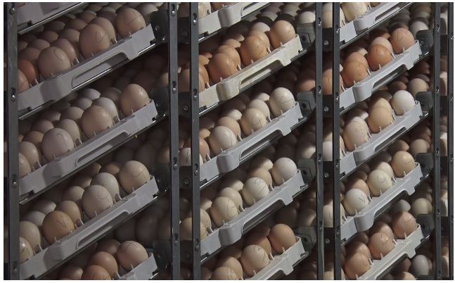 Guyana boosting poultry production to tackle Bird Flu challenges