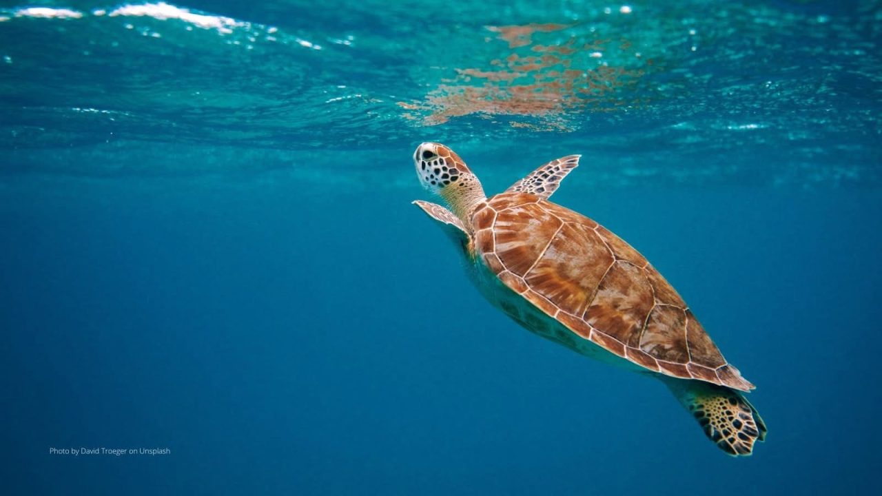 UN ocean conference to accelerate action on marine conservation