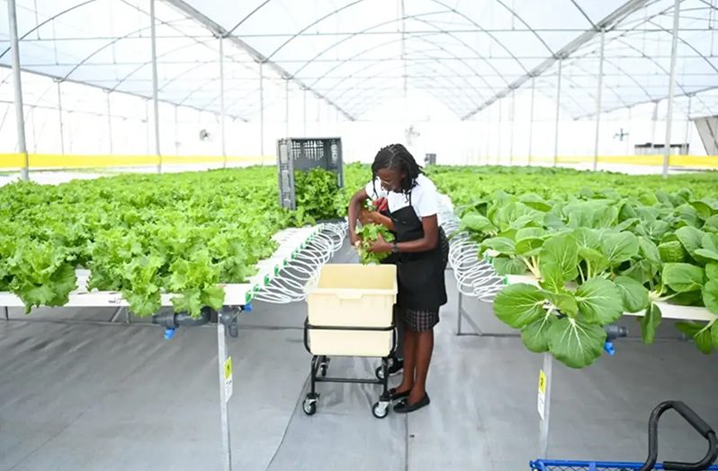 100 women to benefit from shade house projects