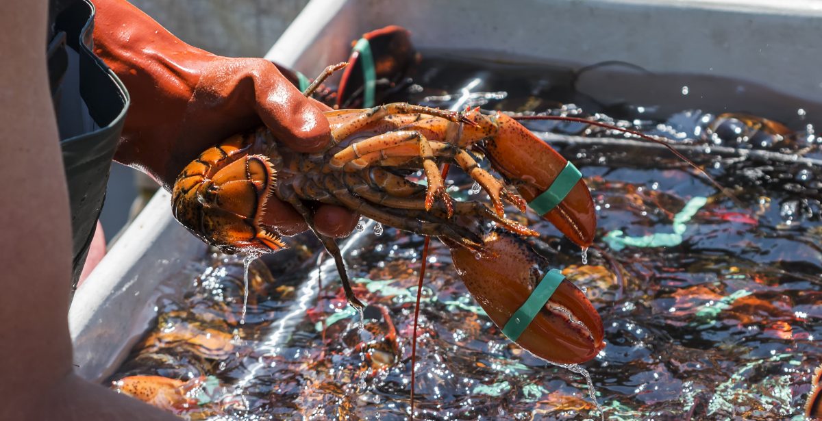 Goed Fortuin fishermen urged to explore crustacean farming