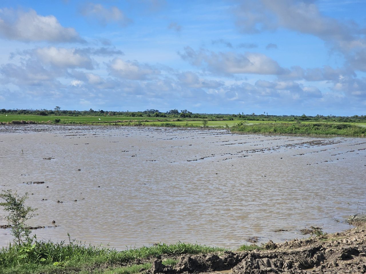 Cattle farmer loses dozens of animals to floods