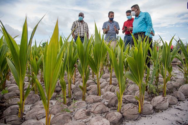 Investments in coconut industry yield growth