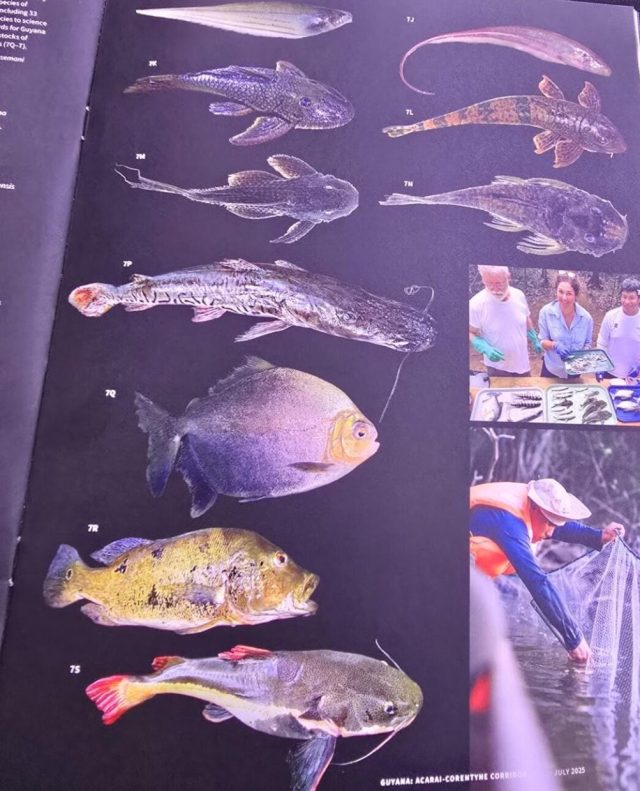 Some of the species discovered (DPI photo)