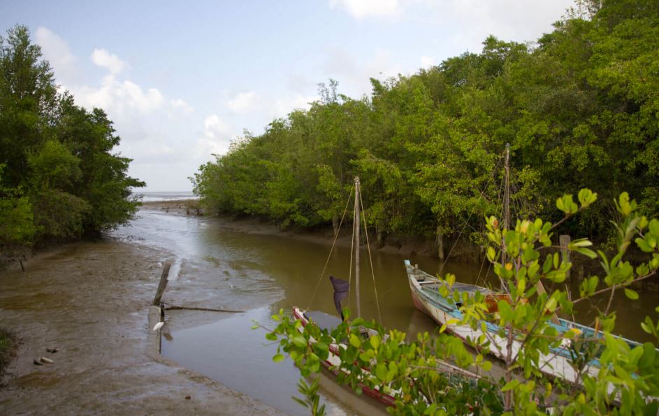 Guyana’s youth champion mangrove protection