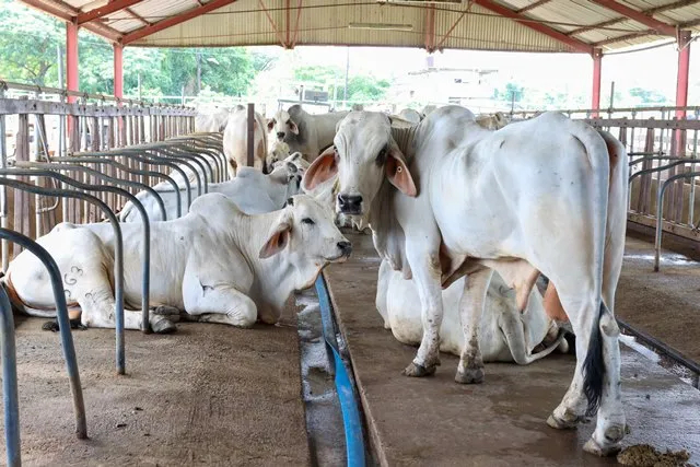 Region Five farmers earning big profits from Bull Rotation Programme