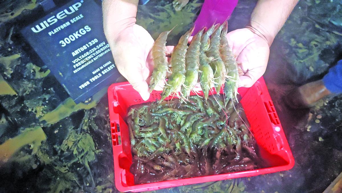 Onverwagt prawns project to rake in $1.5B by year end