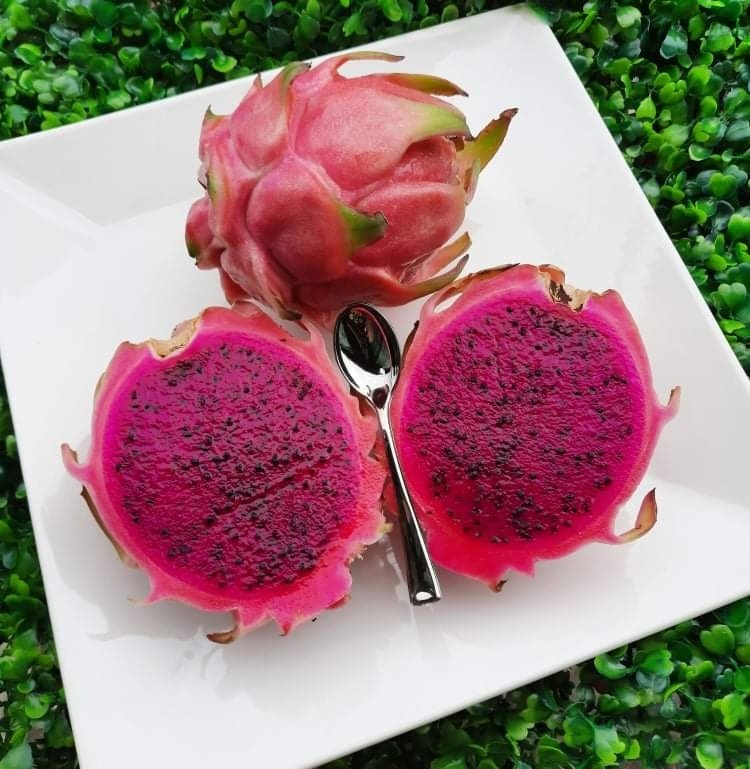 Dragon fruit pilot launched to boost crop diversification, farmer incomes