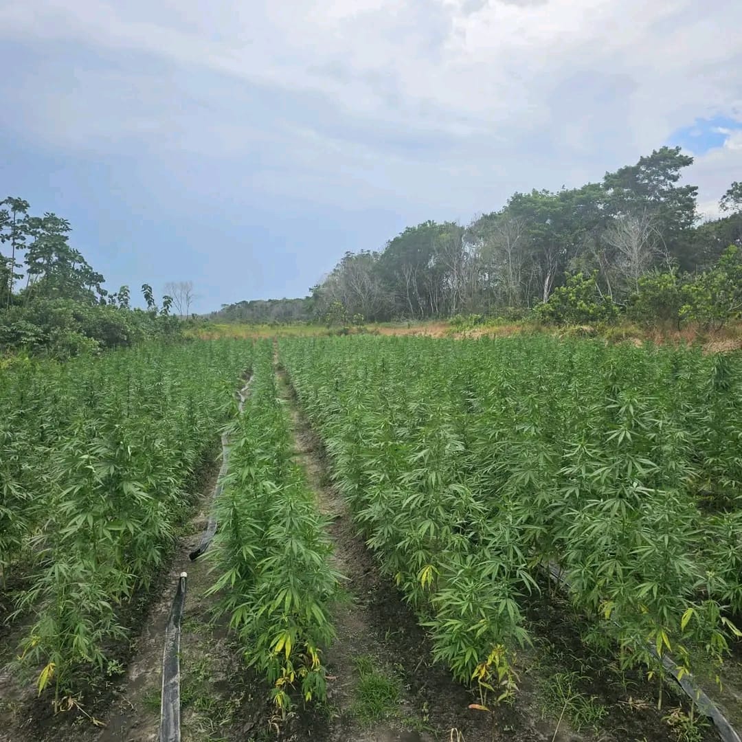 Police destroy $3.4 million worth of cannabis in Berbice River raid