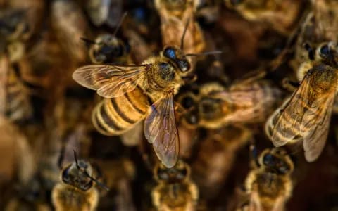 From chickens to children: Bees on the attack at Sanvoort