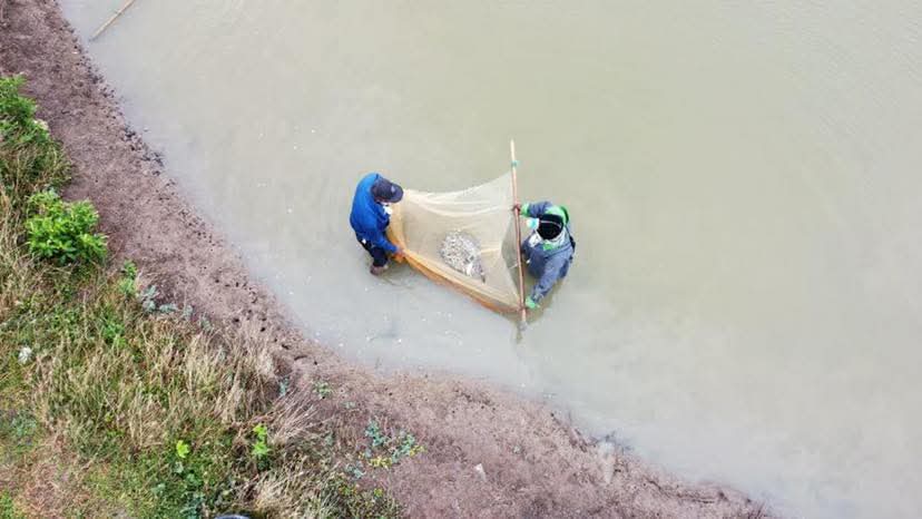 Region 6 shrimp production sees rapid growth with 150 farmers now onboard