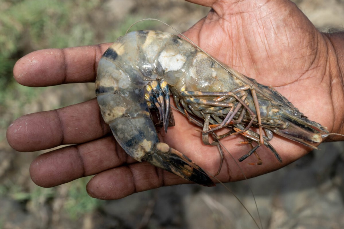 Region Six shrimp output surges twelvefold to 122,000 kg a month