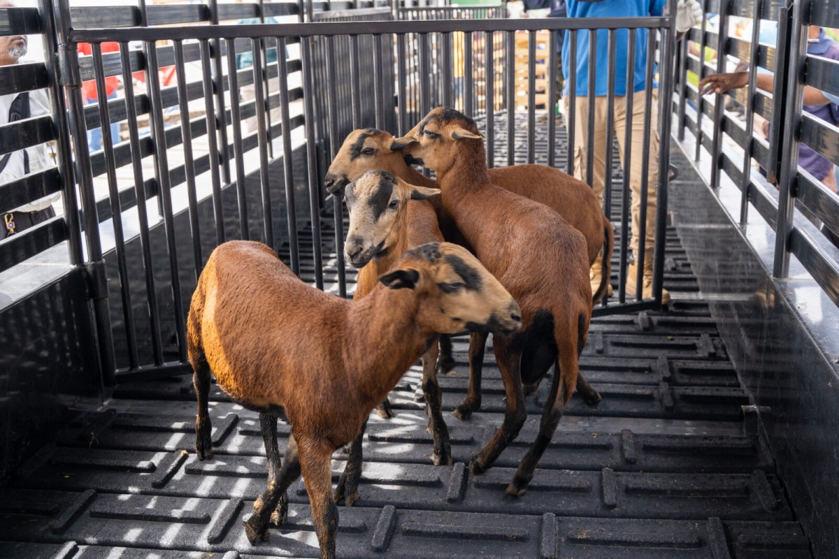 Ruminant industry set for growth through genetic upgrades, pasture development