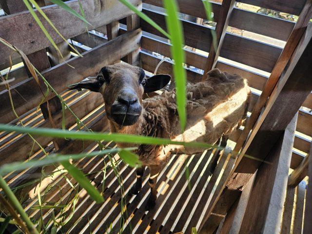 A goat in a pen at the farm