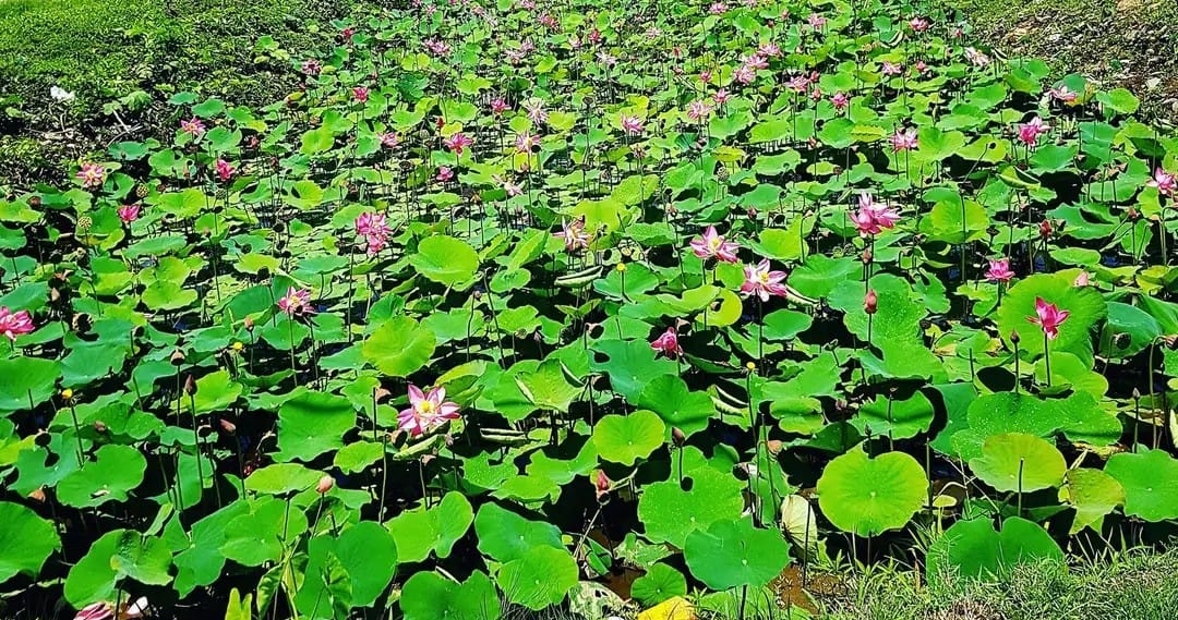 Man drowns while picking ‘puri’ leaves