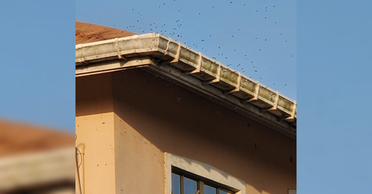 Children stung as Greenwich Wick bee problem goes unresolved