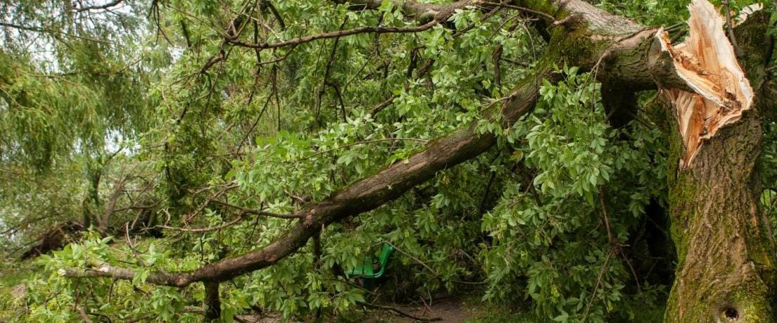 Falling tree limb kills Pomeroon miner