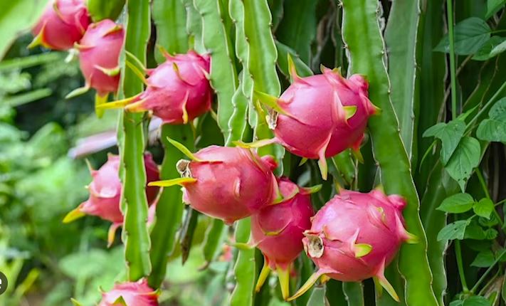 China ready to help Guyana cultivate dragon fruit, bamboo, and other crops