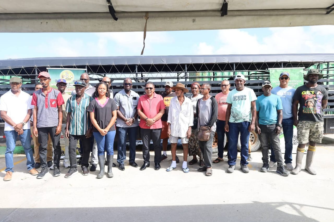 Bright Christmas for 19 cattle farmers