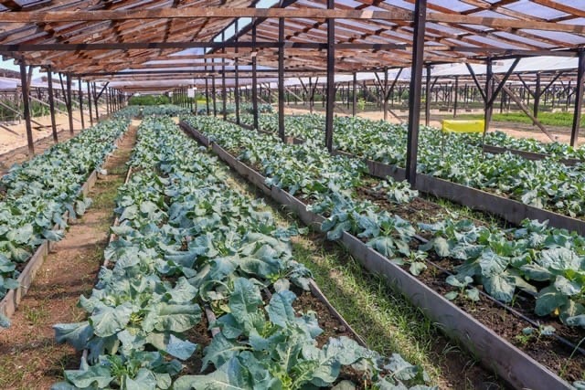 Agriculture sector records double-digit growth