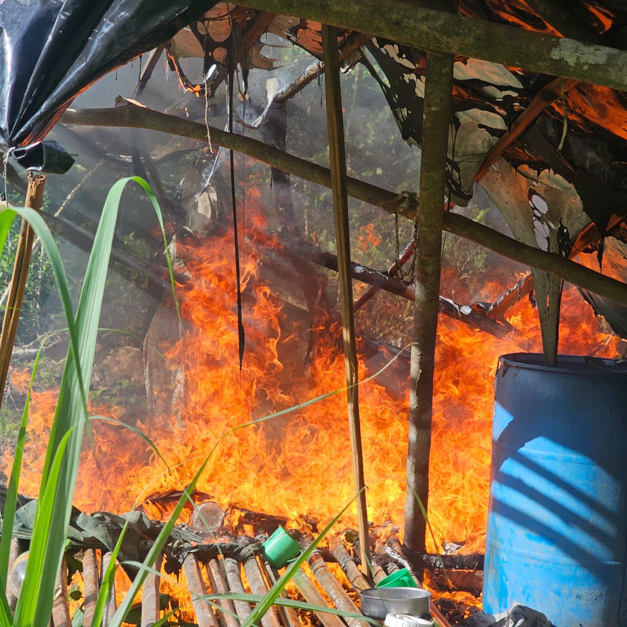 $965,580 in cannabis plants destroyed in Berbice