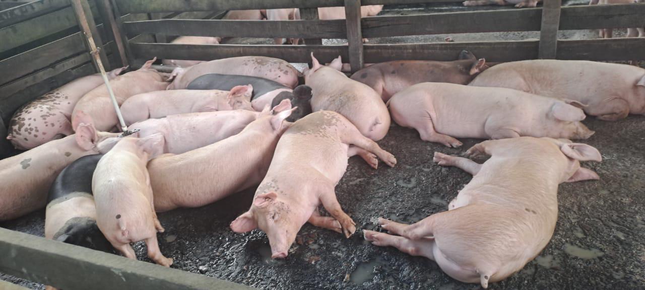 Seaboard moves to assess viability of local pork industry