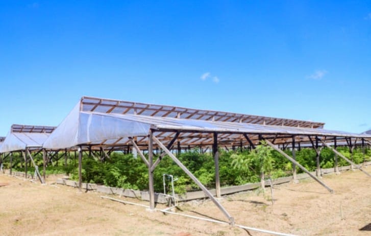 $5M shade house opens opportunities for Kuru Kururu farmers