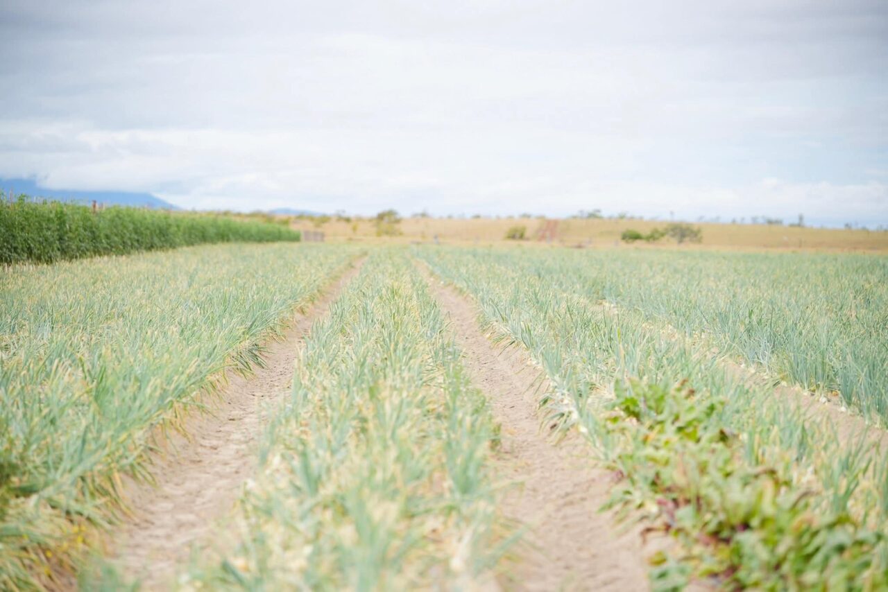 Investor-farmer partnerships seen as key to scaling agriculture