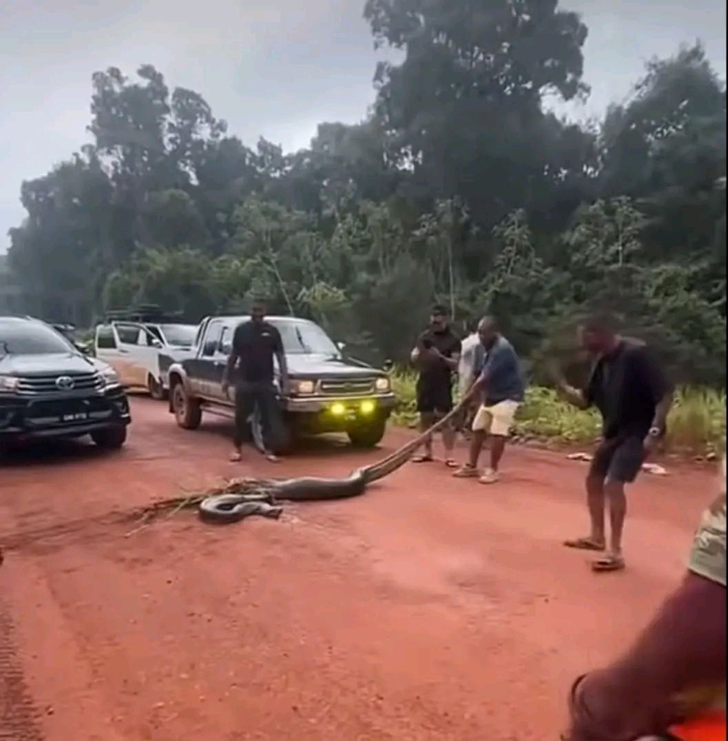 Iwokrama condemns harassment of giant anaconda